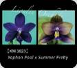 P. Yaphon Pool x Summer Pretty